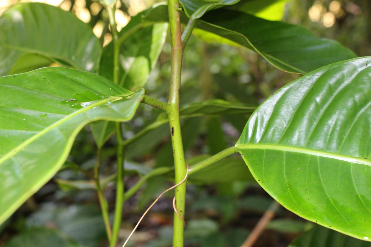 Semecarpus walkeri Hook.f.